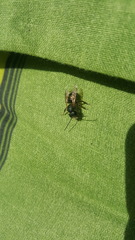 Osmia