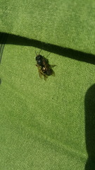 Osmia