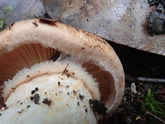 Tricholoma austrocolossus