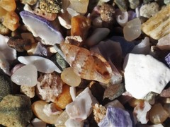 Pseudamycla dermestoidea