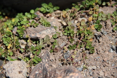 Veronica telephiifolia