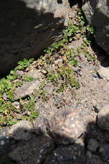 Veronica telephiifolia