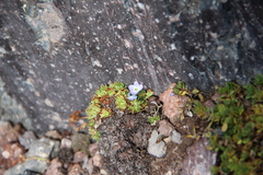 Veronica telephiifolia