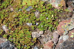 Veronica telephiifolia