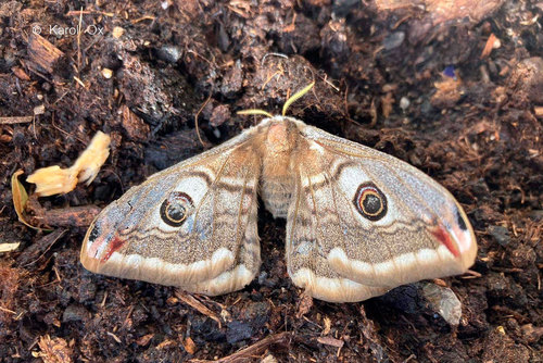 okáň menší (Saturnia pavonia)