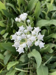 Parthenium hispidum