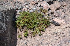 Veronica telephiifolia