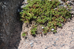 Veronica telephiifolia