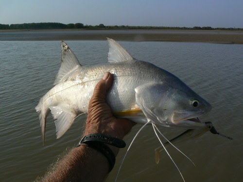King threadfin (Polydactylus macrochir) — Polynemidae