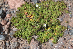 Veronica telephiifolia