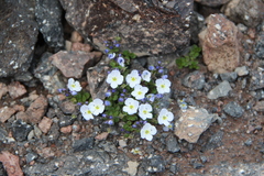 Veronica minuta