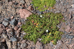 Veronica telephiifolia