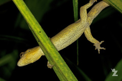 Toropuku inexpectatus