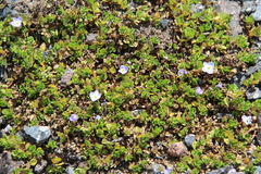 Veronica telephiifolia