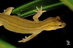 Toropuku inexpectatus