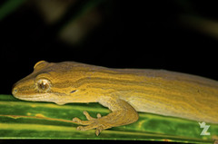 Toropuku inexpectatus