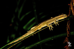 Toropuku inexpectatus