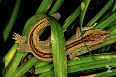 Toropuku inexpectatus