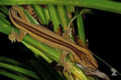 Toropuku inexpectatus