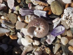 Eurytrochus strangei