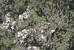 Leptospermum glaucescens