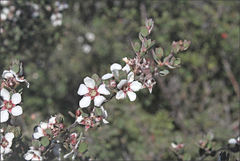 Leptospermum glaucescens