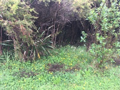 Phormium cookianum