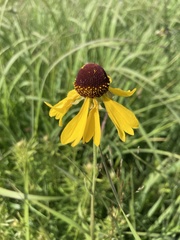 Helenium campestre