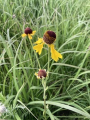Helenium campestre