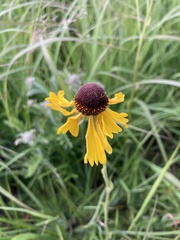 Helenium campestre
