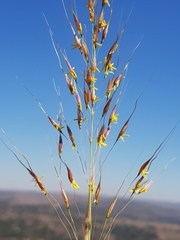 Chrysopogon serrulatus