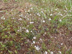 Teesdalia coronopifolia