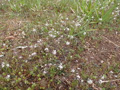Teesdalia coronopifolia