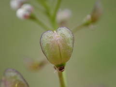 Teesdalia coronopifolia