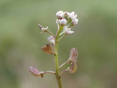 Teesdalia coronopifolia