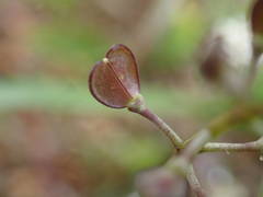 Teesdalia coronopifolia
