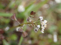 Teesdalia coronopifolia