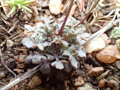 Teesdalia coronopifolia