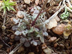 Teesdalia coronopifolia