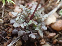 Teesdalia coronopifolia