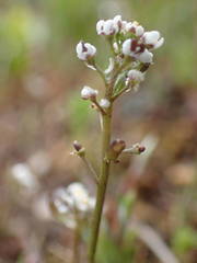 Teesdalia coronopifolia