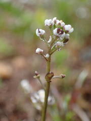 Teesdalia coronopifolia