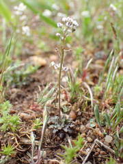 Teesdalia coronopifolia