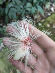 Barringtonia macrostachya
