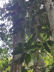 Barringtonia macrostachya