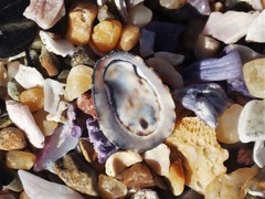 Patelloida latistrigata