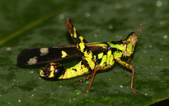 Erianthus sukhothaiensis