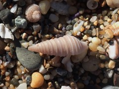 Pulsarella cognata