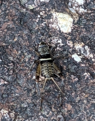 Teleogryllus mitratus