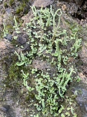 Cladonia rigida